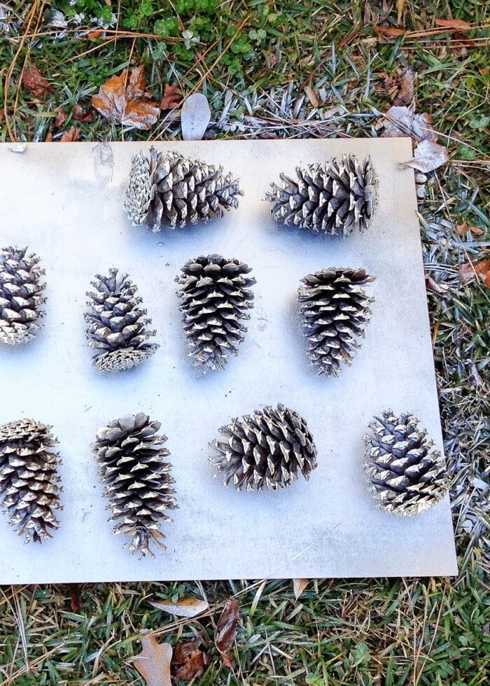 Spray painted pinecones on a wood board in the grass.