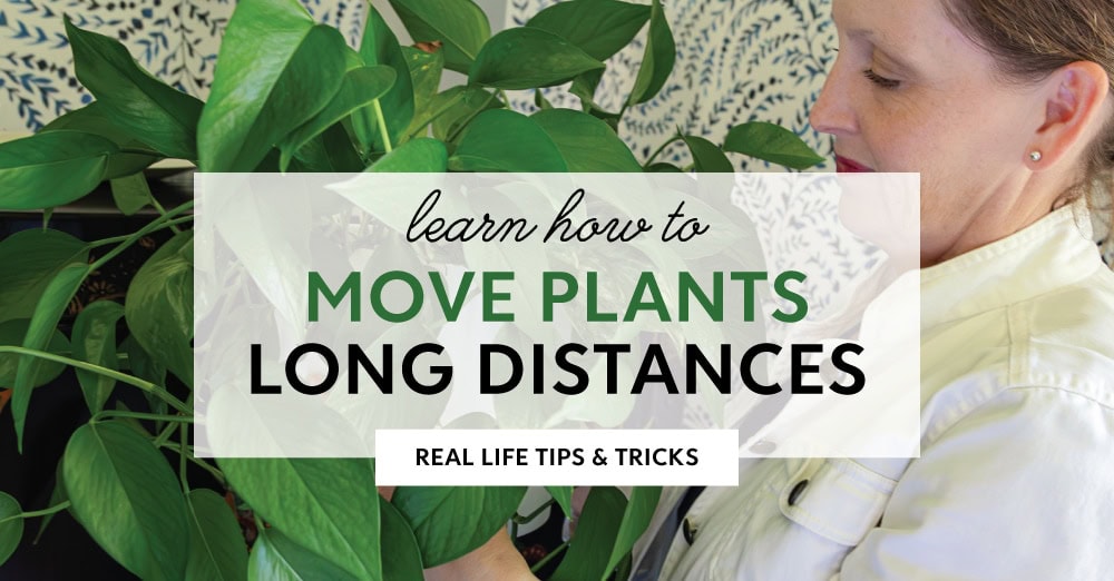 hanging indoor house plants Pothos N'joy Live Houseplant